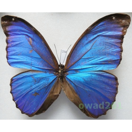 Morpho menelaus (Linnaeus, 1758) Peru 98mm21d